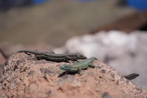 Lizards on volcanic rocks at Ponta de Sao Lourenco Madeira Stock-Fotos