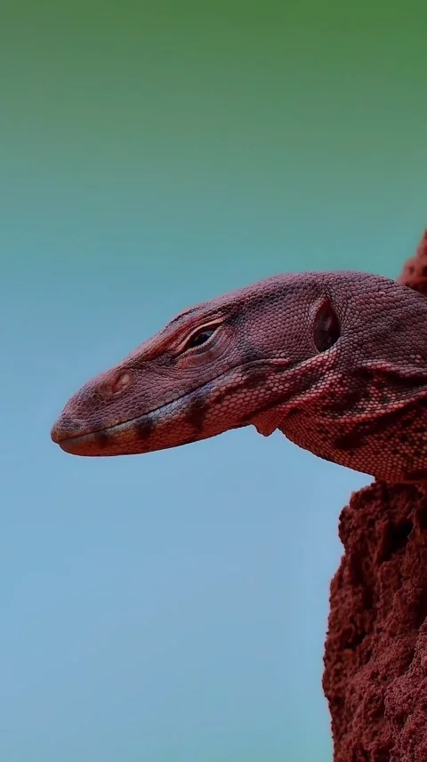 Lizards in the wild Stock Footage 321292992