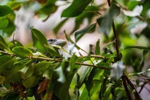 Lizzard at on a branch Foto stock