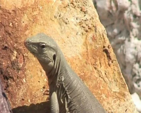 Lizzard Stock Footage