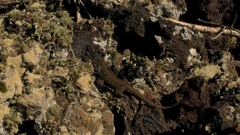 LIZZARD Stock Footage 306622131