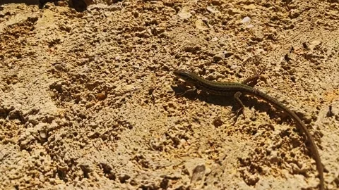 Lizzard, gecko on the wall in Slow-Mo. Hot. Desert. Stock Footage 218127297