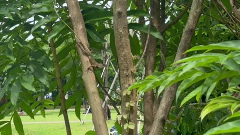 Lizzard hangging in the tree Stock Footage 293184198