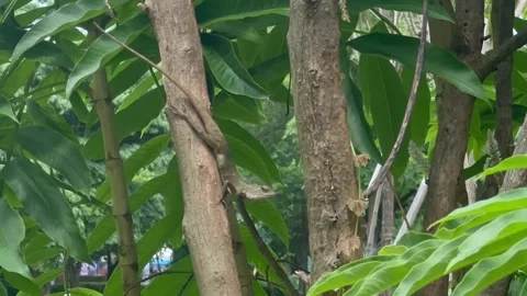 Lizzard hangging in the tree at Jakarta Stock Footage 293184197