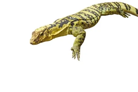 Lizzard isolated on white background Stock Photos
