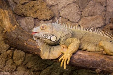 Lizzard Stock Photos