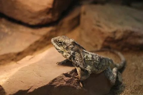 Lizzard Stock Photos