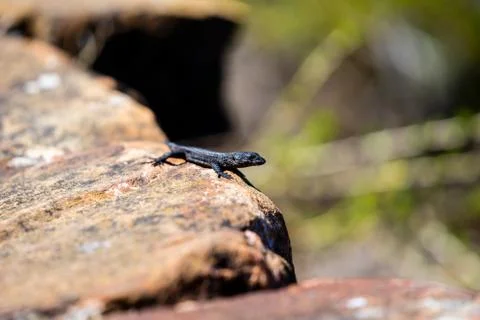 Lizzard Stock Photos