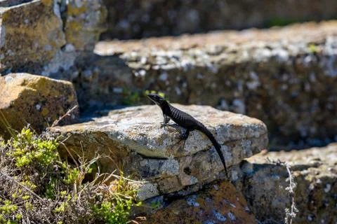 Lizzard Stock Photos