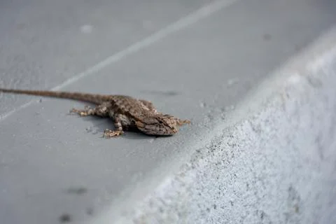 Lizzard Stock Photos