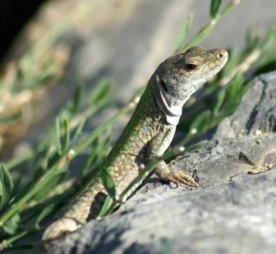Lizzard Stock Photos