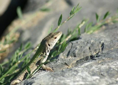 Lizzard Stock Photos