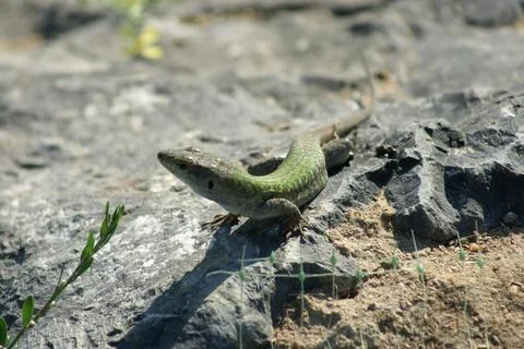 Lizzard Stock Photos