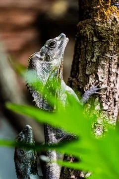 Lizzard at the side of a tree Stock Photos