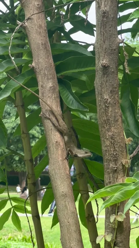 Lizzard at the trees is camouflaging Stock Footage 293184196