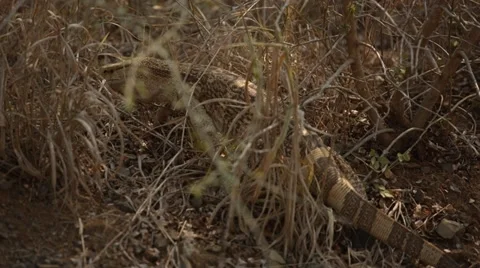 Lizzard walking into the grass Stock Footage 31204369