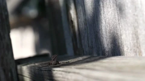 Lizzard in wood Vídeo Stock 132005877