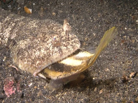 Lizzardfish eats a filefish Stock Footage 98670079