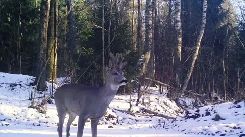 Lk-1 Stock Footage 303487583