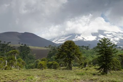 Llaima volcano covered by clouds and monkey puzzle trees. Stock Photos