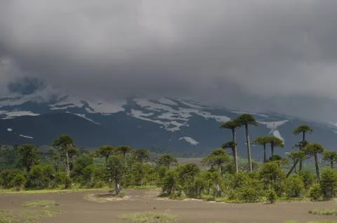 Llaima volcano covered by clouds and monkey puzzle trees. Stock Photos