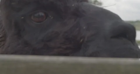 Llama 1 Stockbeeldmateriaal 134411635