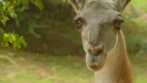 Llama 1 Stock Footage 233464792