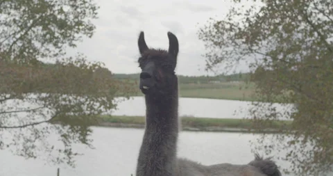Llama 2 Stock Footage 134410942
