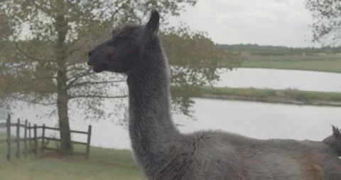 Llama 3 Stock Footage 134410810