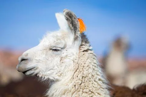 Llama against a blue clear sky in Bolivia Stock Photos