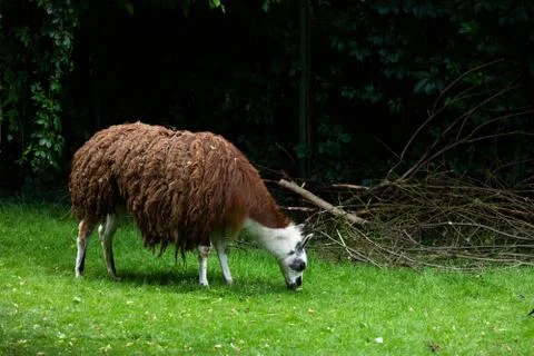 Llama, alpaca eats green grass at the zoo outdoors. Animals in the aviary Stock Photos