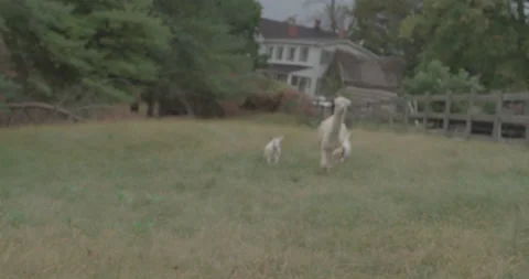 Llama and 2 goats Stock Footage 134410864