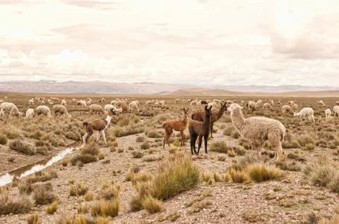 Llama And Alpaca In A Field 스톡 사진