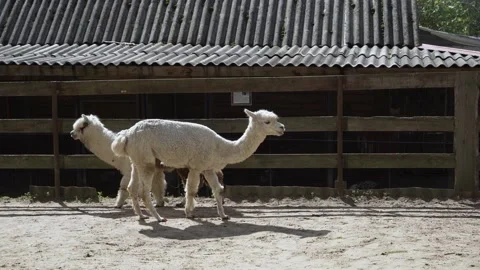 Llama and alpaca walk side by side in the farmer's corner Stock-Footage 160763229