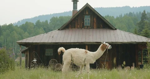 Llama and cabin Stock Footage 92771600
