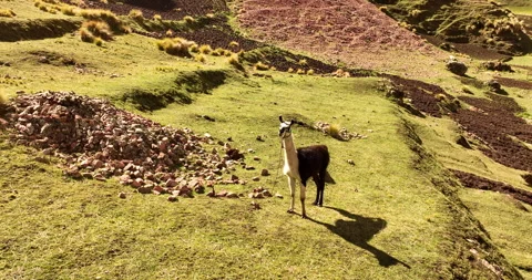 Llama in the Andes of Peru Video stock 259351123