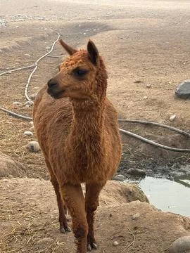 Llama in an arid environment Stock Photos