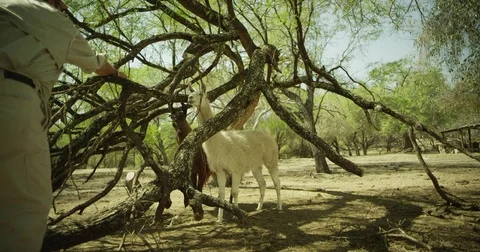 Llama being fed 動画素材 81225272