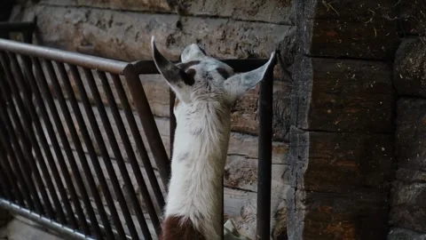A llama bites a metal feeder while standing inside a zoo enclosure near a wooden Stock Footage 325791088