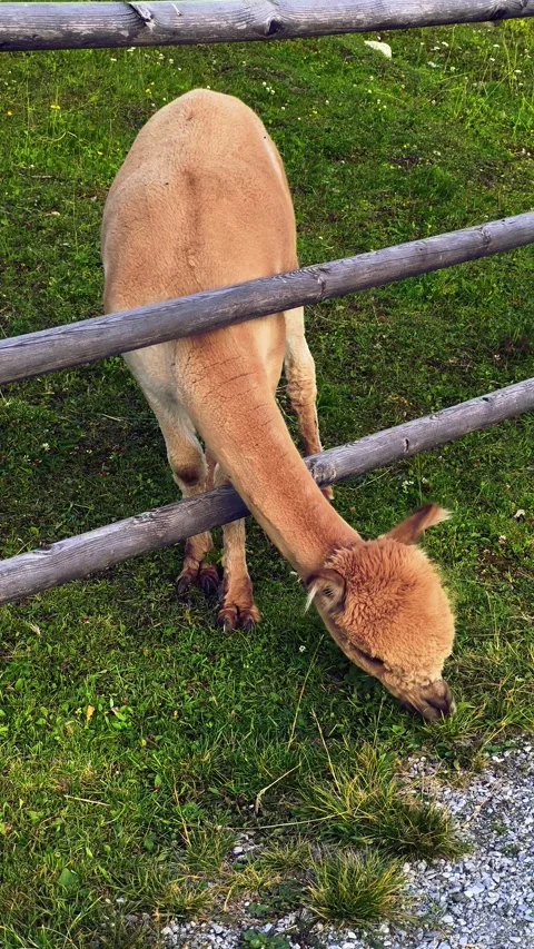 Llama Calf Grazing: Head Down, Eating Grass Video stock 313504283