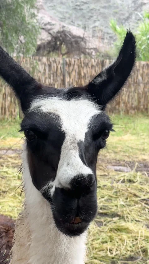 Llama chewing and looking directly at the camera, close up view Stock Footage 305012546