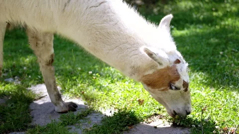 Llama Close-up - Eating Grass Stock Footage 293213343