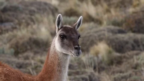 Llama close up Stock Footage 77047559