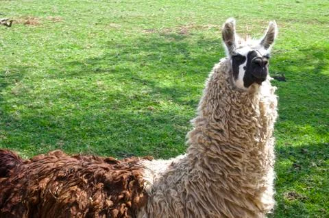 Llama close up Stock Photos