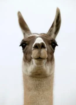 LLAMA IN CLOSE UP ON WHITE BACKGROUND Stock Photos