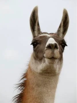 LLAMA IN CLOSE UP ON WHITE BACKGROUND Stock Photos