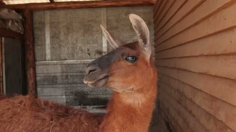 Llama, close-up, at the zoo Stock Footage 134337958