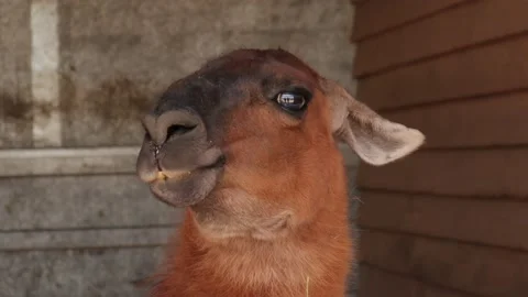 Llama, close-up, at the zoo Stock-Footage 134337969