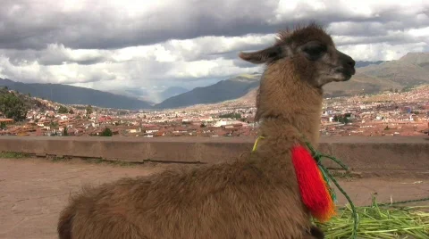 Llama in Cusco, Peru Stock Footage 374986