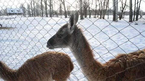 Llama eat snow Stock Footage 73275137